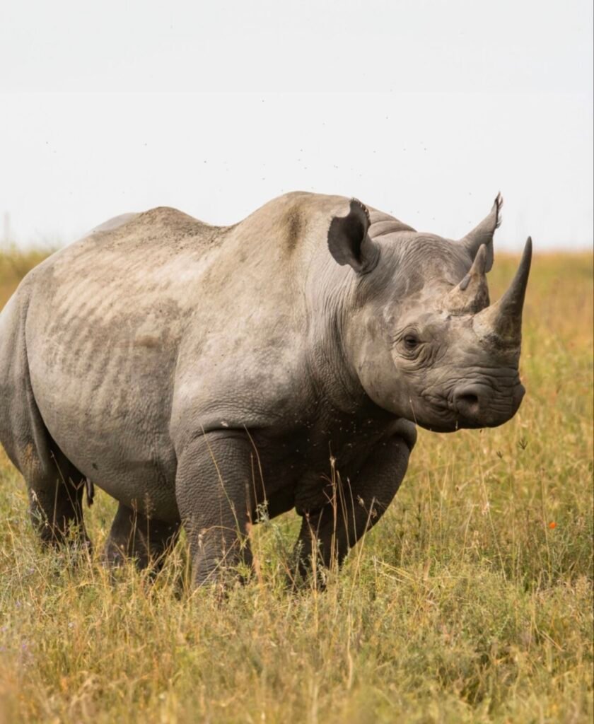 Rhino Serengeti Kenya Conversory